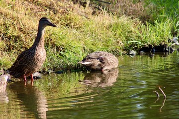Ducks by the Calm Waters of a Natural Pond in a Serene Countryside Setting During Bright Daylight