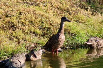 Ducks by the Calm Waters of a Natural Pond in a Serene Countryside Setting During Bright Daylight