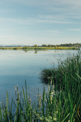 UW wetlands, Seattle, Washington