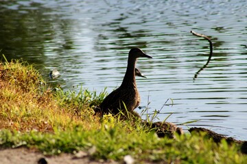 Ducks Resting by the Tranquil Water's Edge at a Serene Lakeside Park on a Sunny Day