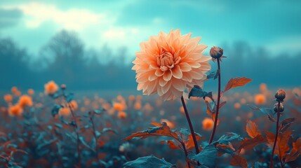 Serene Dahlia Field: A Misty Autumn Morning