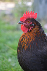 rooster in the farm