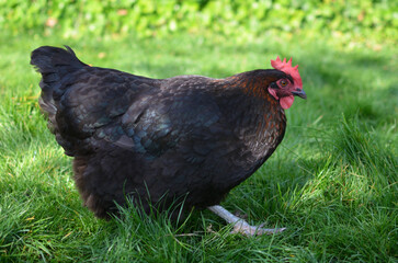 free range chicken walking in garden