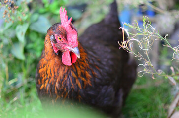 free range marans chicken