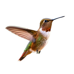 Fototapeta premium Detailed close up shot of a ruby throated hummingbird in flight