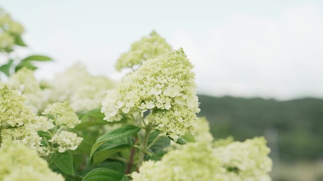White & green Panicled hydrangea flower in a plant garden on a beautiful summer day with a landscape view of country side in the background.