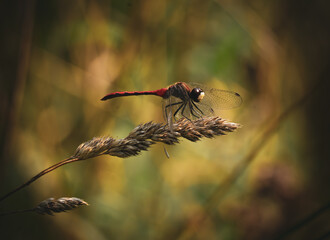 Dragonfly on a Nature Walk
