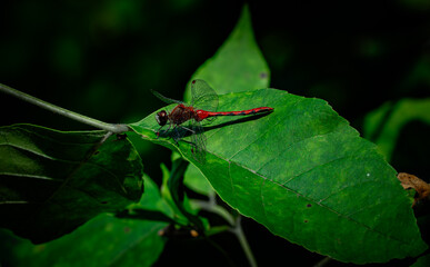 Dragonfly on a Nature Walk