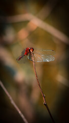 Dragonfly on a Nature Walk