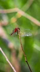 Dragonfly on a Nature Walk