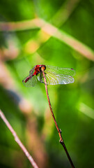 Dragonfly on a Nature Walk