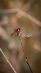 Dragonfly on a Nature Walk