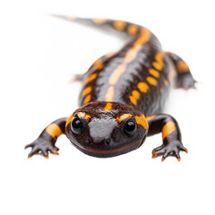 Fototapeta premium Striking close up view of a fire salamander reptile against black background