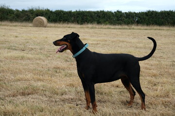 Doberman dog in summer field after bailing