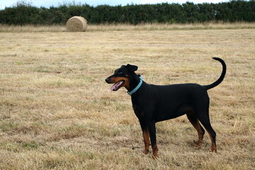 Doberman dog in summer field after bailing
