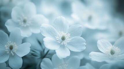 Delicate White Anemone Flowers with Soft Blue Tones and Bokeh image photo