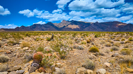 Desert Landscape With Cactus And Mountains Under Blue Sky