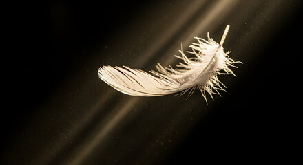  A single  delicate white feather gently floats through a beautiful beam of light  with dust particles visible in the air  against a dark  dramatic background.