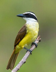 Fototapeta premium Yellow bird on branch