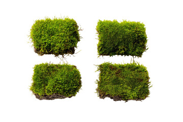 Four square patches of vibrant green moss, arranged symmetrically