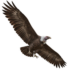 Fototapeta premium Large Vulture Flying Bird On Isolated Transparent Background