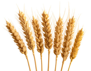 Field of dry mature wheat spikelets, side view, isolated transparent PNG