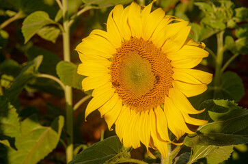 Sunflower farm in Brazil