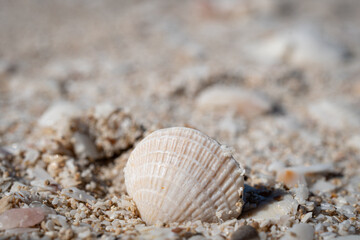 Close-up of a seashell stuck in the sand.