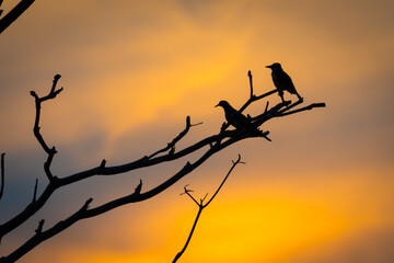 Silhouettes of two different birds perched on the branches of a tree during a beautiful sunset. Concepts