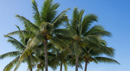 A vibrant cluster of palm trees stands against a clear, brilliant blue sky. The lush green fronds and visible coconuts create a classic symbol of tropical paradise and summer