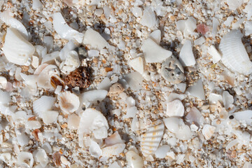 Backgrounds and textures. Sand with a wide variety of small seashells. Copy space