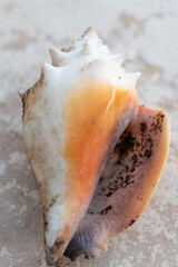Close-up of a seashell on the sand