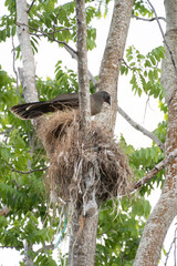 Plain chachalaca takes care of her nest made of dry branches and scraps of trash.