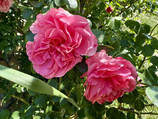 Roses Rosids Flower Love Red Yellow White Thorns Plant Shrub Spines Wild Roses Cultivated Roses Blossoms Bouquet Gift Valentine's Day Wedding Anniversary Meadow Gardener Water Spines Ornamental Plant 