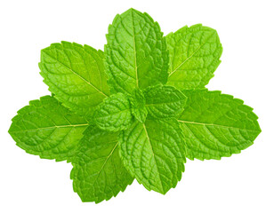 Realistic mint leaves, cutout isolated transparent background