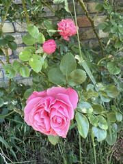 Roses Rosids Flower Love Red Yellow White Thorns Plant Shrub Spines Wild Roses Cultivated Roses Blossoms Bouquet Gift Valentine's Day Wedding Anniversary Meadow Gardener Water Spines Ornamental Plant 