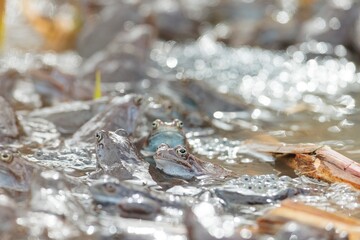 A multitude of brown frogs congregate in a bog. They are submerged in water, with some showing...