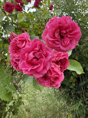 Roses Rosids Flower Love Red Yellow White Thorns Plant Shrub Spines Wild Roses Cultivated Roses Blossoms Bouquet Gift Valentine's Day Wedding Anniversary Meadow Gardener Water Spines Ornamental Plant 