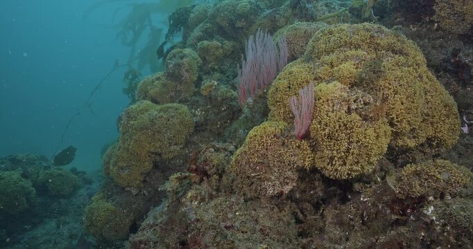 Colonies of bryozoans on rock reef.