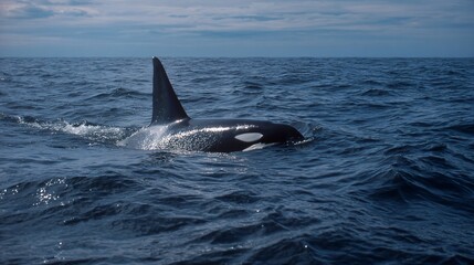 Obraz premium Majestic killer whale swimming in open ocean, sleek black and white body gliding through deep blue waters, serene nature scene.