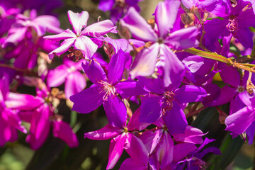 A vibrant close-up of Quaresmeira flowers in shades of purple and pink, highlighting the texture...