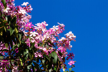 Lush Quaresmeira flowers in shades of pink and purple stand out against a vibrant, clear blue sky background, highlighting the species' natural beauty.