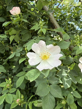 Rosaceae Ackerrose Hundsrose Rose Caninae Wildrose Heckenrose Heiderose field dog wild white pink heather rose nature pink White rosa floral Beautiful