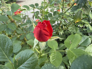 Roses Rosids Flower Love Red Yellow White Thorns Plant Shrub Spines Wild Roses Cultivated Roses Blossoms Bouquet Gift Valentine's Day Wedding Anniversary Meadow Gardener Water Spines Ornamental Plant 