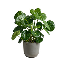 A vibrant Chinese Money Plant with coin shaped leaves potted in modern gray concrete Perfect for adding a touch of nature to any space, isolated