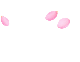 Romantic flying pink blossom petals, isolated cutout object