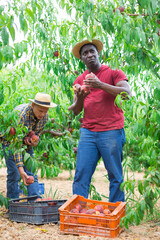 Two workers harvest ripe peaches together in an orchard