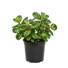 Obraz premium Close up of a vibrant Calathea Orbifolia plant with striped leaves in a black plastic pot against a crisp white backdrop, isolated