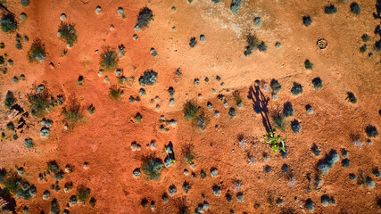 Aerial Red Desert Landscape With Joshua Tree Shadow And Desert Shrubs