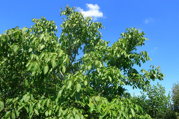 Picturesque view of a Walnut tree under a summer sky
